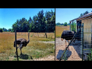 0007-SCHWETZINGEN-